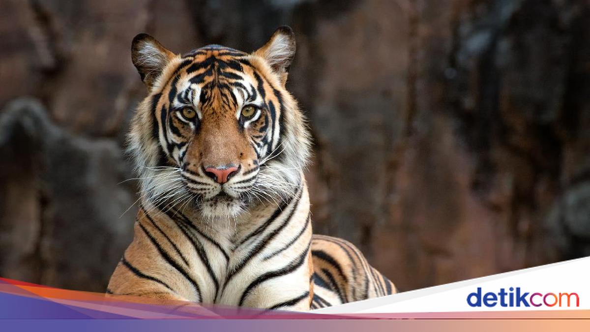 Gambar berita