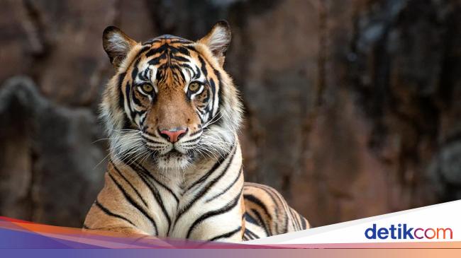 Hilang 3 Hari, Pria di Lampung Tewas Diserang Harimau Sumatera