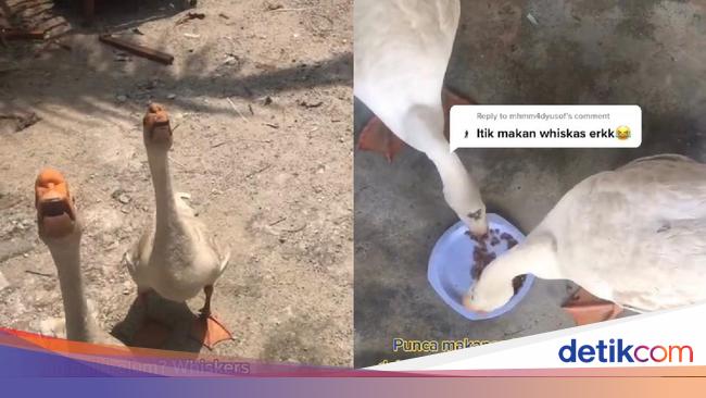 Pelihara Itik Yang Suka Hidup Mewah Wanita Ini Gemas Ingin Memasaknya Jadi Rendang