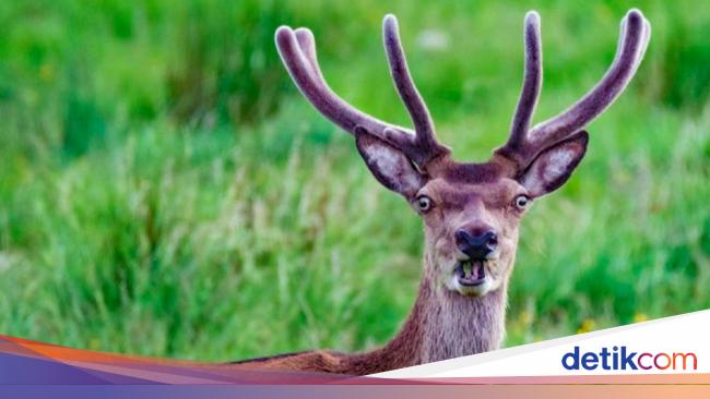 New Study Finds First Case of COVID-19 Transmission from Deer to Humans