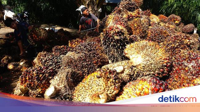 Ambisi Prabowo Kembangkan BBM Solar Sawit Terancam Gagal Kalau Tak Lakukan Ini