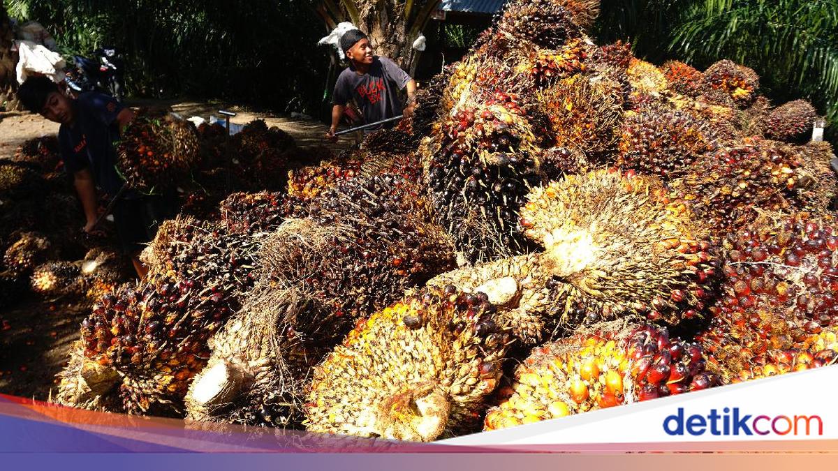 Awasi Pabrik Sawit 'Nakal' Beli TBS Murah, Satgas Pangan Klaim ...