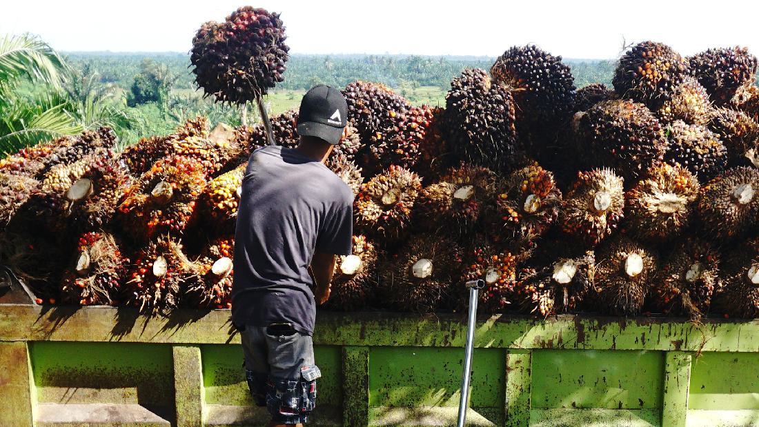 Anjlok Lagi, Harga TBS Sawit Di Sumut Pekan Ini Dipatok Rp 2.251/Kg