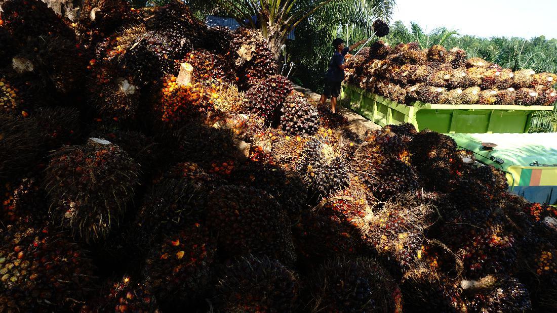 Naik Tipis, Harga TBS Sawit Di Sumut Pekan Ini Rp 2.575 Per Kg