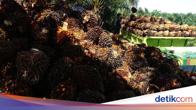 RI Geber Biodiesel dari 221 Ribu Ha Lahan Sawit Hasil Sitaan Kasus Korupsi