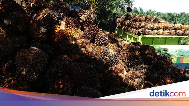Limbah Sawit Diolah Jadi Pupuk Kompos, Diproduksi 40 Ton/Hari