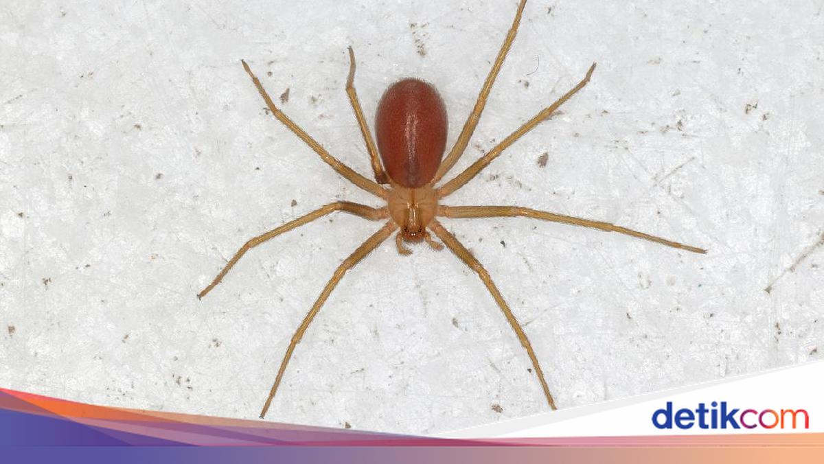 Digigit Laba-laba Bukan Jadi Spiderman, tapi Turis Ini Harus Amputasi ...
