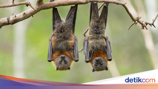 Called Can Cure Asthma, Bat Meat Can Also Be Dangerous to Health