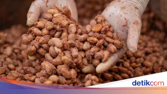 Pengusaha Happy Badan Pengelola Dana Sawit Ikut Urus Kakao dan Kelapa