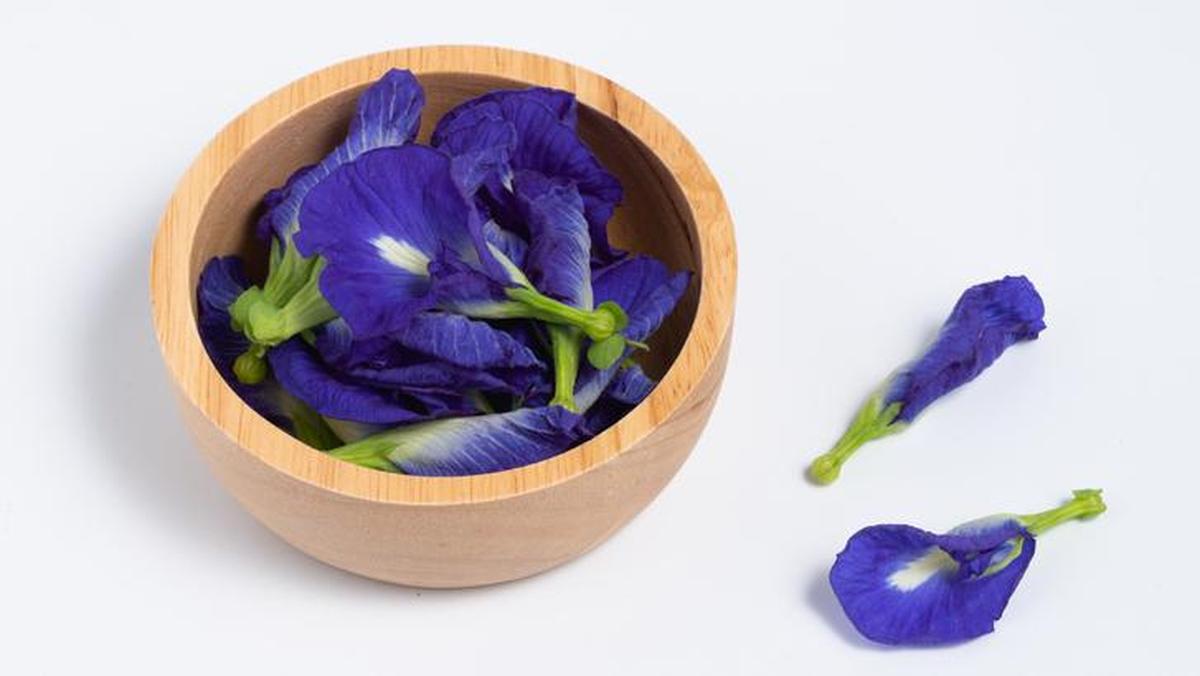 6 Manfaat Bunga Telang Rahasia Alami untuk Mata Sehat dan Antioksidan Tinggi