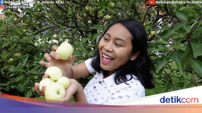 Seru Youtuber Ini Panen Apel Liar Dan Langsung Rujakan