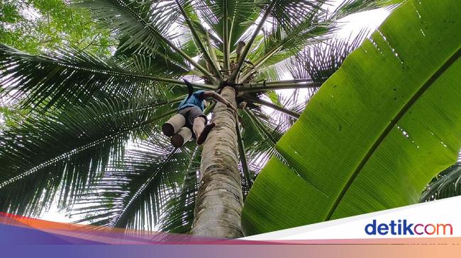 34 Manfaat Pohon Kelapa Dari Buah Hingga Akarnya 34 Manfaat Pohon Kelapa Dari Buah Hingga Akarnya