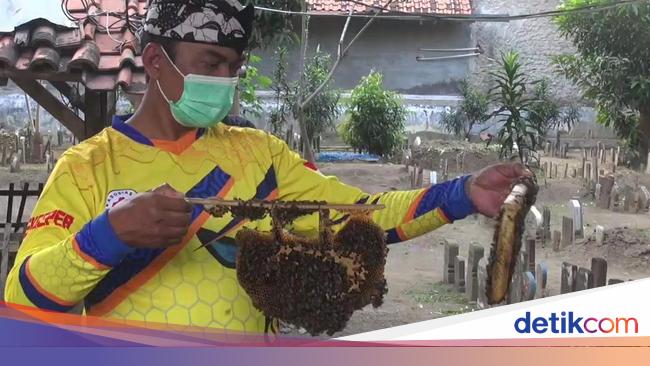 Bagaimana Cara Memanen Madu Lebah Klanceng Baca Informasi Lengkapnya Melihat Budi Daya Lebah Madu di Kompleks Makam Tegal