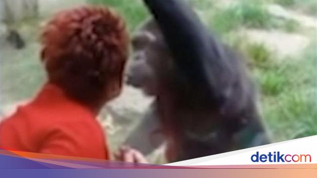 Cinta Terlarang Hati Wanita Ini Remuk Dijauhkan Dari Simpanse Kesayangan