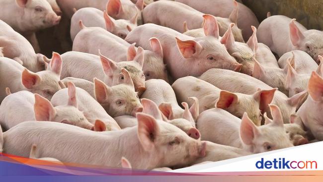 Alasan Babi Haram dalam Islam Beserta Dalilnya