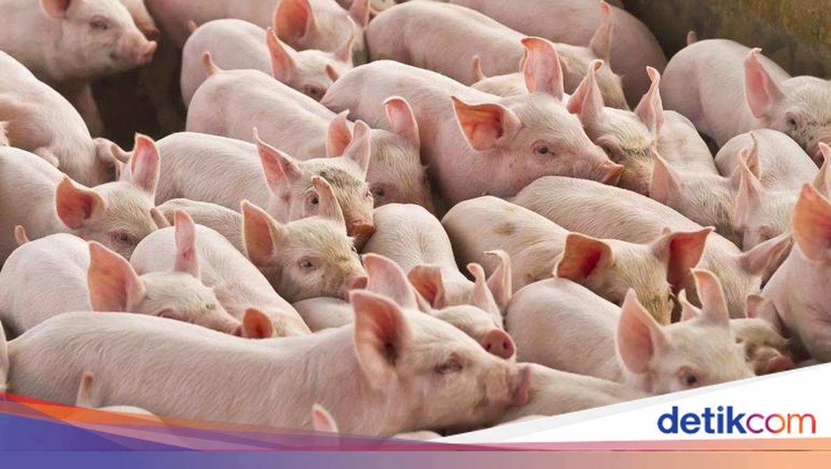Api Haram Alasan Babi Haram dalam Islam Beserta Dalilnya