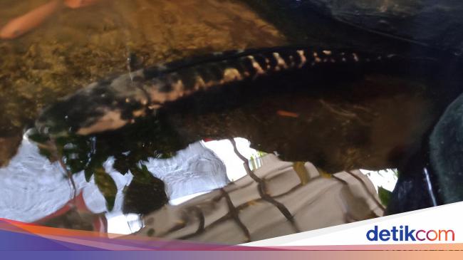 Ikan Toman Ditemukan Dekat Area Terowongan Klaten Ini Serba Serbinya