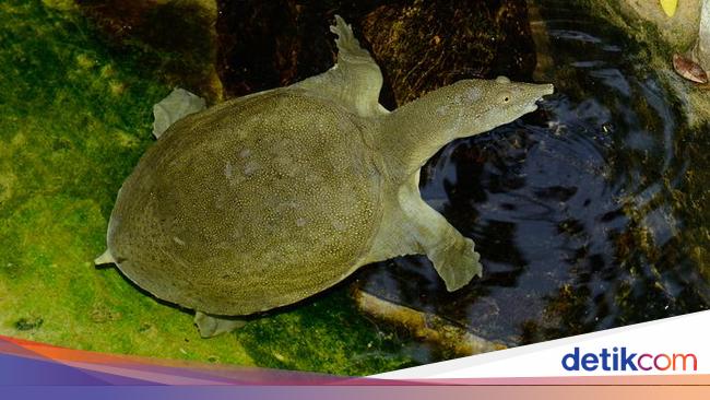 5 Fakta Bulus, Diolah Jadi Sup Lezat dan Mengencangkan Payudara