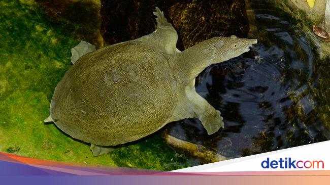 5 Fakta Bulus Diolah Jadi Sup Lezat Dan Mengencangkan Payudara