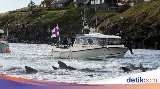 Horror 1,400 Dolphins Slaughtered in Faroe Islands in a Day