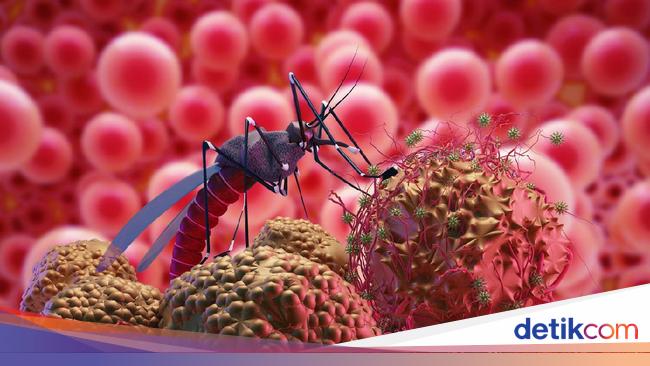 Bogor Health Office records 1,428 cases of dengue since January, 8 people have died