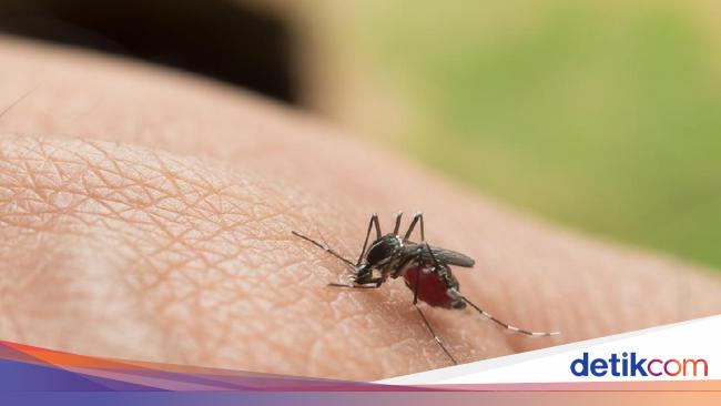 Dengue cases increase in Sukabumi, five people die