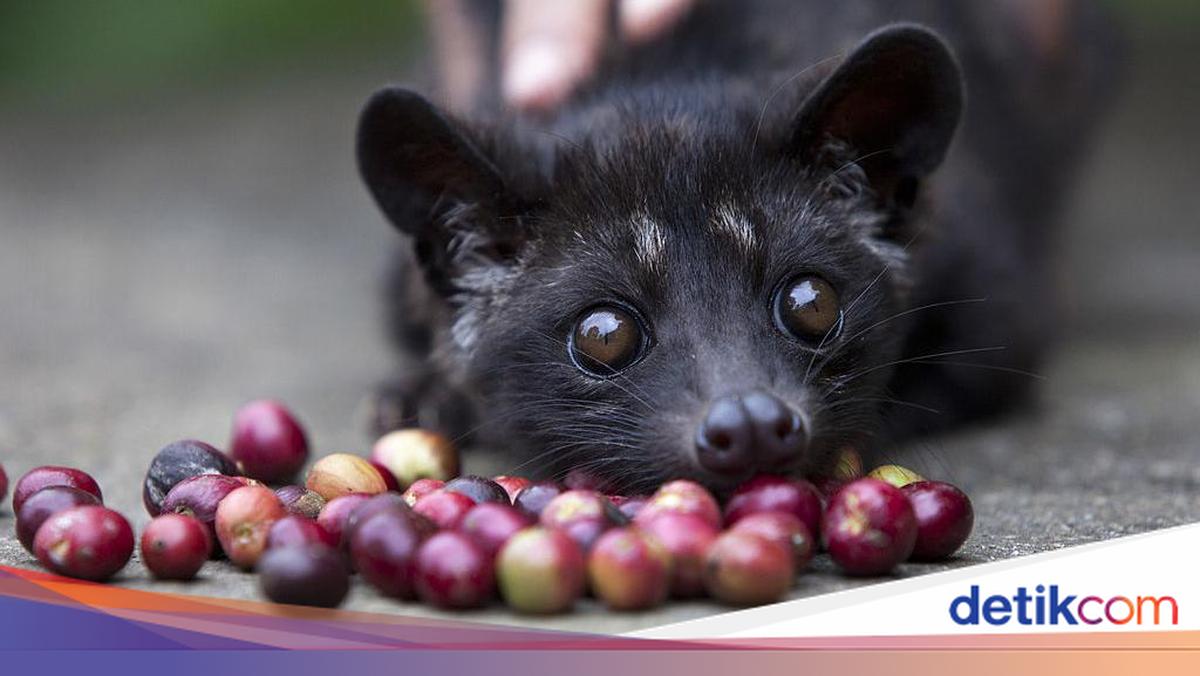 Dari Perut Luwak ke Cangkir, Begini Perjalanan Kopi Luwak yang Mendunia