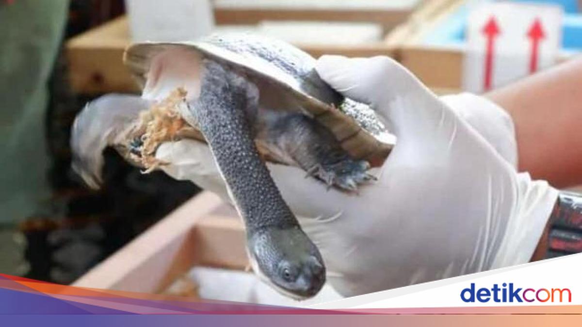 Jinsiy aloqa porno jpeg gif 480 x 800