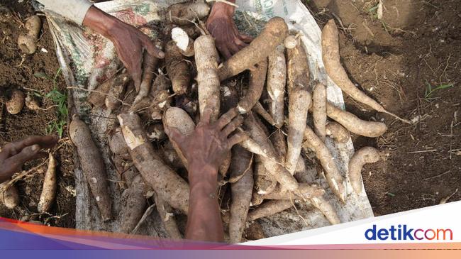 Petani Singkong-Produsen Tapioka Teriak Gegara Banjir Impor