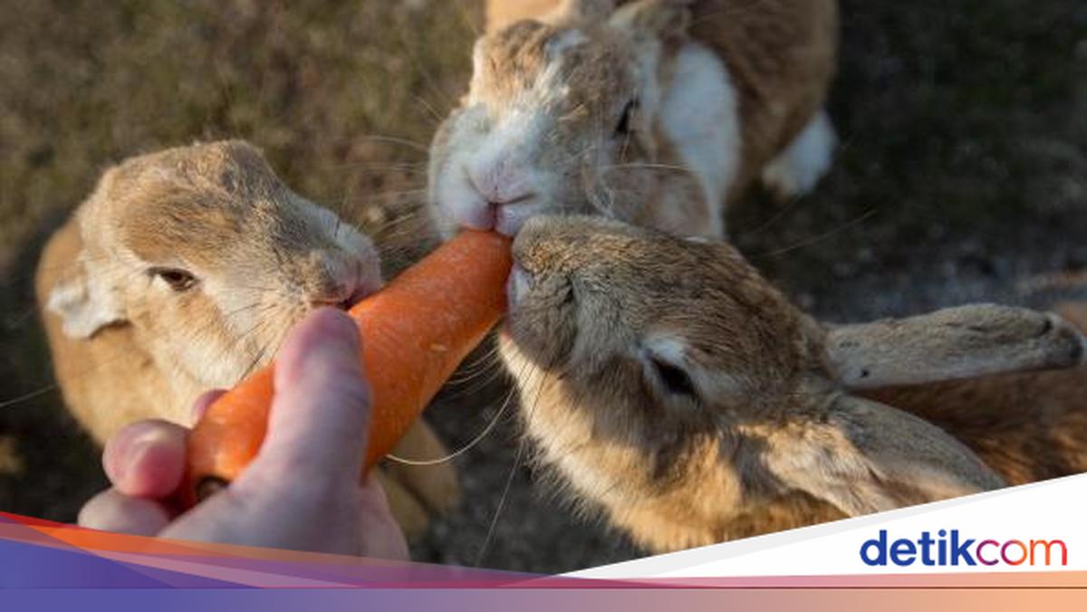 Kebanyakan Wisatawan, Pulau Kelinci Jepang Hadapi Masalah Baru