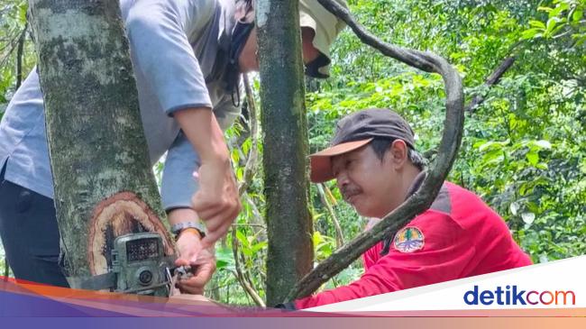 Populasi Macan Tutul Jawa Di Tn Meru Betiri Dipantau 106 Camera Trap