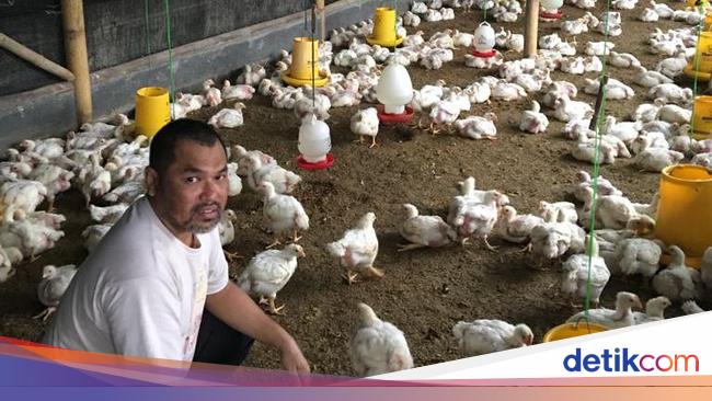 keuntungan ternak lele 100 ekor - ketua pprn alvino antoniodok pribadi 169 keuntungan ternak lele 100 ekor - ketua pprn alvino antoniodok pribadi 169