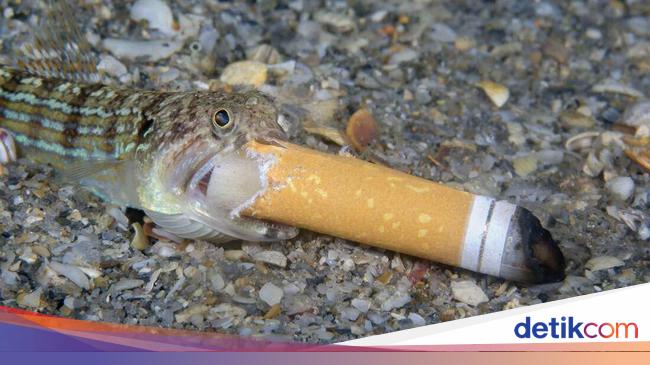 Potret Sedih 'Ikan Merokok' Jawara Kontes Fotografi Dunia