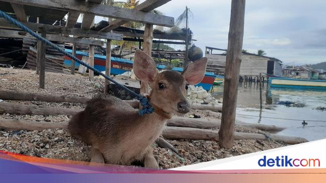 Di Kampung Papua Ini Kambing Lebih Berharga Dibanding Rusa