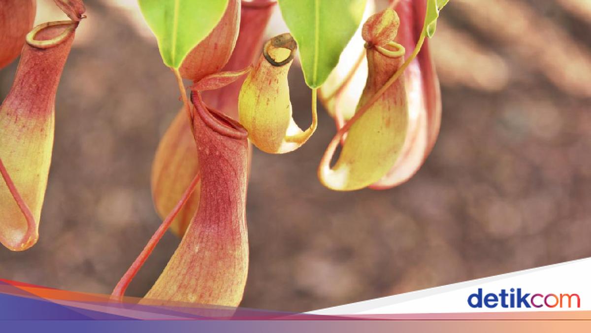 Pria Asal Jakarta Kepergok Curi Kantong Semar di Kebun Raya Bogor