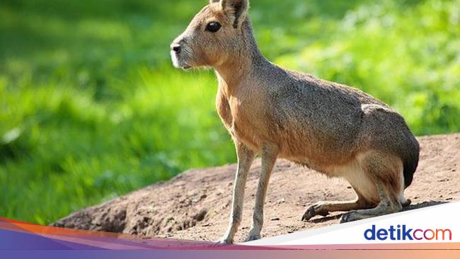 720+ Gambar Hewan Yang Hidup Di Air Dan Darat Terbaik