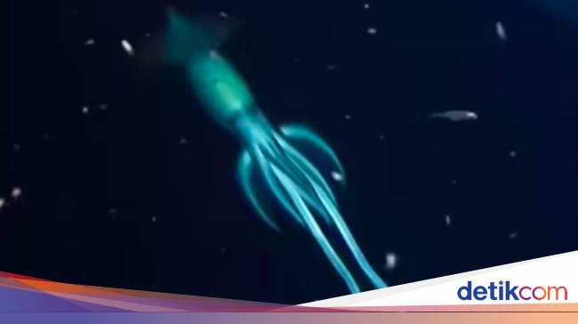 Study Reveals Squid Brain Development Similar to Humans, How come?