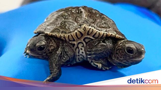 Rare, Two-Headed Tortoise Born