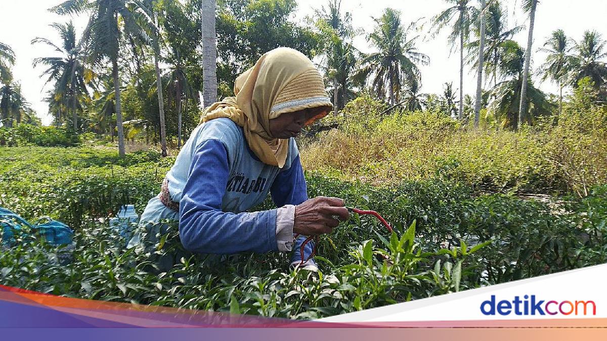 15 Oktober Hari Perempuan Pedesaan Internasional, Ini Temanya