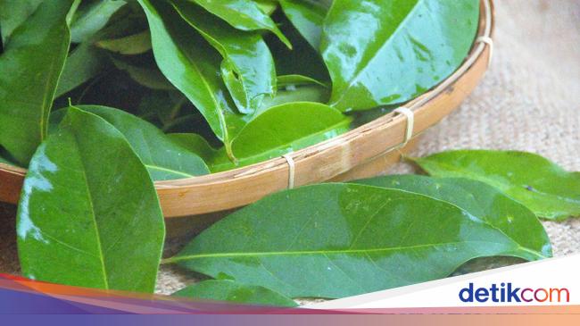 Cara Konsumsi Daun Salam untuk Kesehatan Jantung hingga Asam Urat