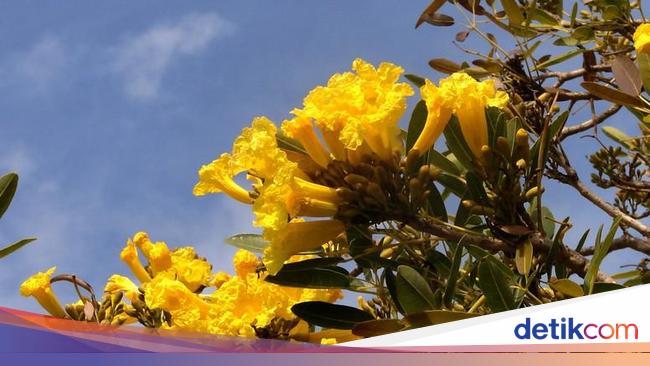 Di Balik Mitos Tabebuia Yang Mekar Penanda Ujian Tengah Semester Di Itb