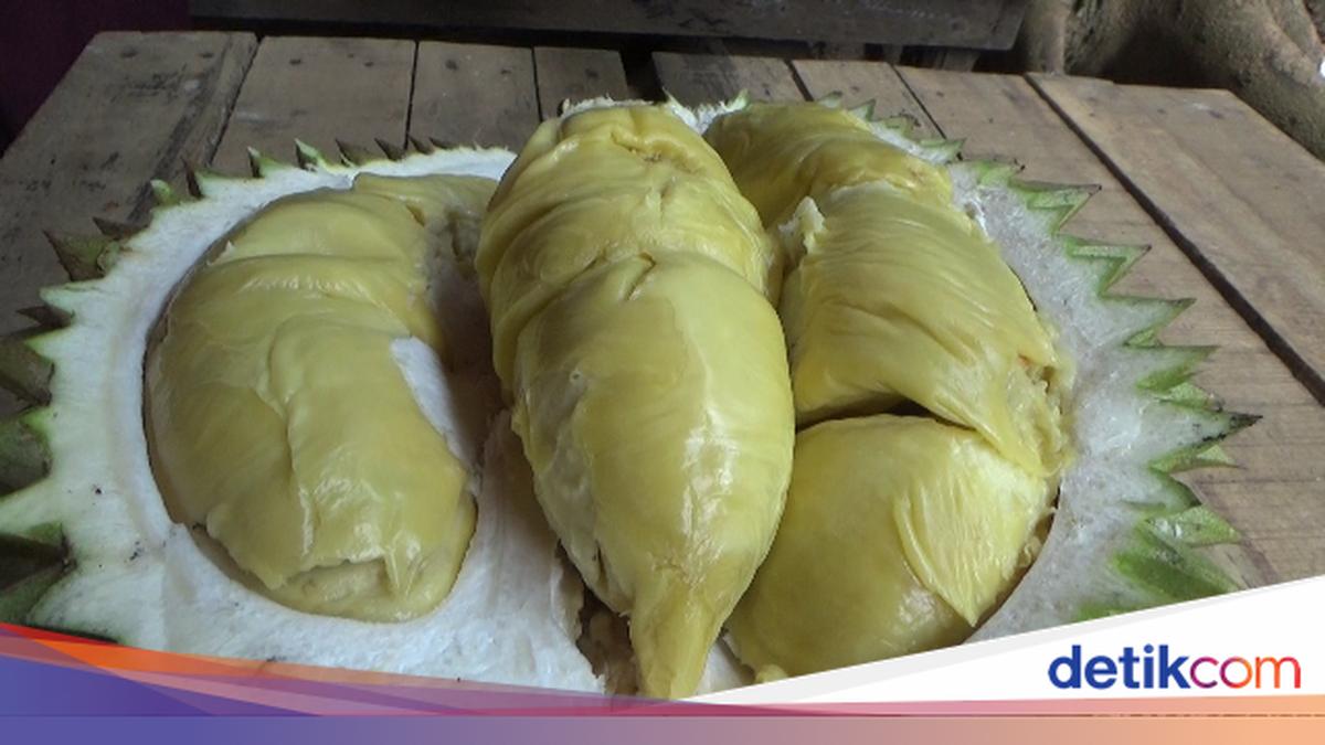 Creamy Legit! Durian Mentega dari Gunung Semeru yang Masak Pohon