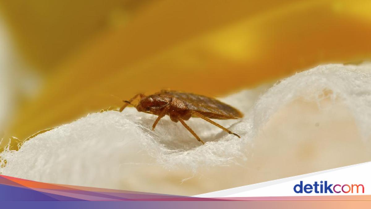 Ilmuwan Temukan Cara untuk Mengusir Kutu Kasur, Bisa Ampuh?