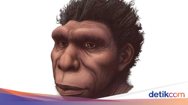 The History of Human Ancestors Can Change Because of Homo Bodoensis