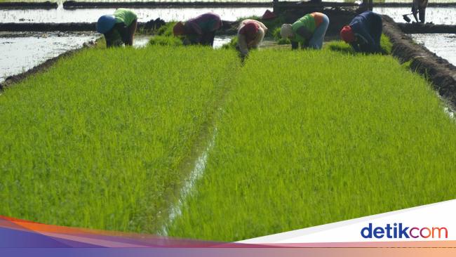 UNSP Bakrie Group Lirik Bisnis Beras, Mulai Bertani di Lahan Kering