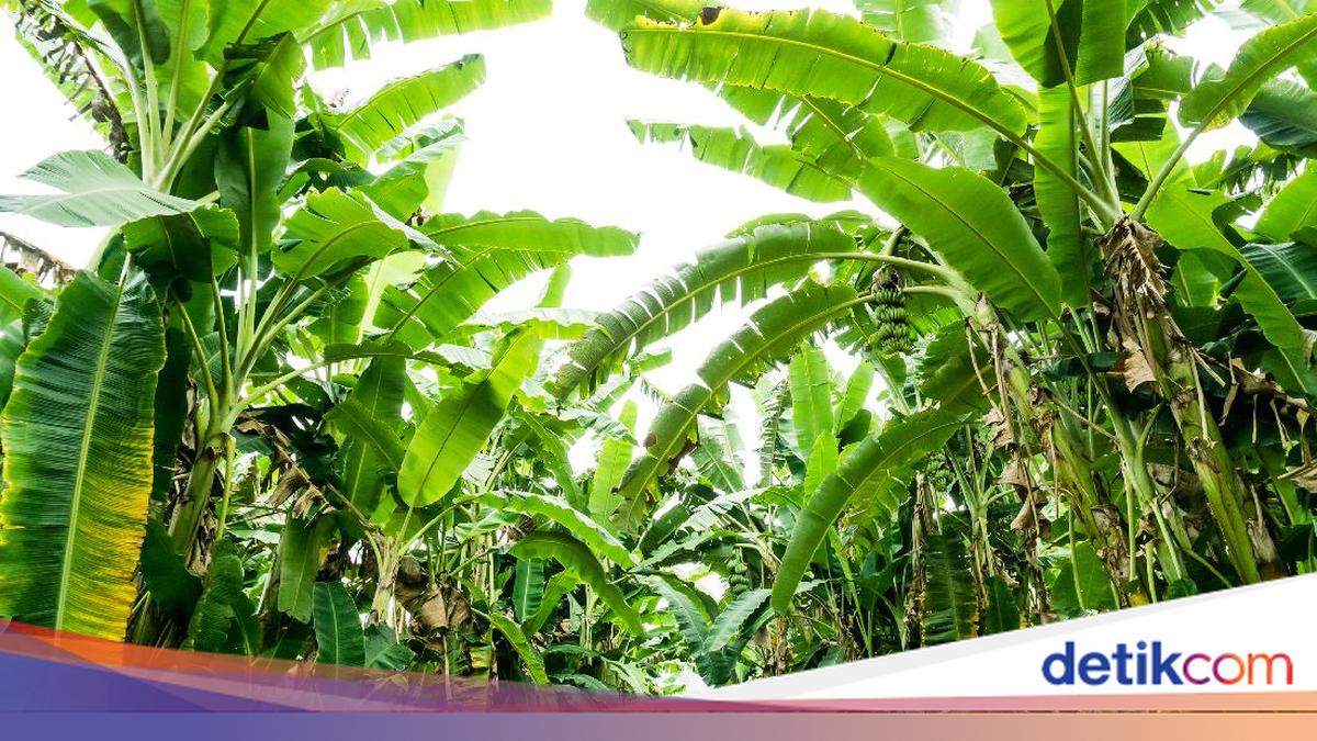 Curi 5 Tandan Pisang, Pria di Cileungsi Bogor Diamankan Warga