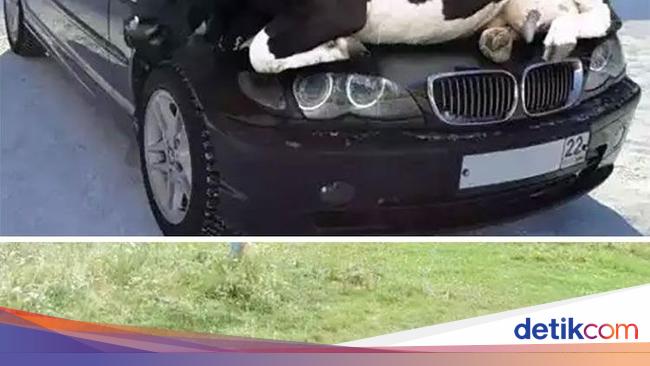 Aneka Foto Hoax Yang Sempat Viral Di Dunia Aneka Foto Hoax Yang Sempat Viral Di Dunia