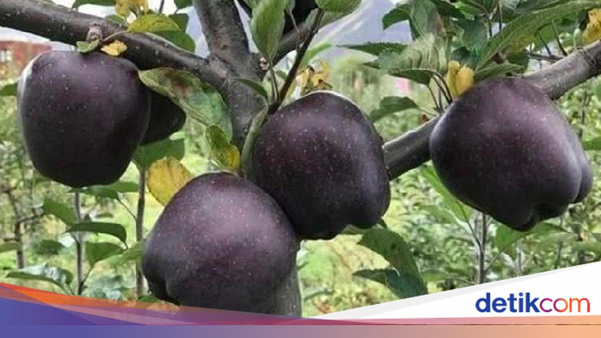 Fakta Apel Hitam, Buah Langka Harganya Mahal