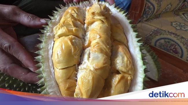 4 Jenis Durian Gunung Semeru yang Terkenal Legit Creamy