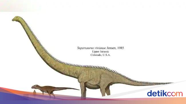 The World’s Longest Dinosaur Found, Its Size is 42 Meters!